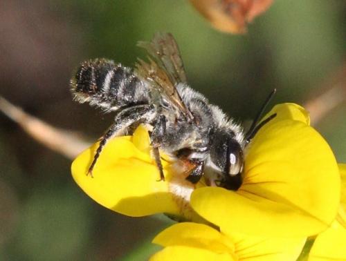 Megachile willughbiella